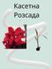 Канна Cannowa Scarlet Bronze Leaf касетна розсада PLT-PR-CAS-1227 фото 2