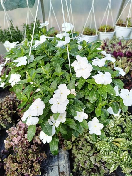 Катарантус Меditerranean XP White кашпо 4 л PLT-PR-4l-1081 фото