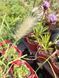 Пеннісетум villosum Fluffy PLT-FLAF-VAZ-5 фото 2