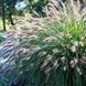Пеннісетум villosum Fluffy PLT-FLAF-VAZ-5 фото 1