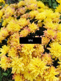№4 Хризантема мультифлора BRANDFONTAIN LEMON касетна розсада PLT-CH-4CAS-709 фото