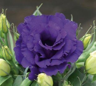 Еустома Julietta Blue PLT-LIZ-BLUE-1111 фото
