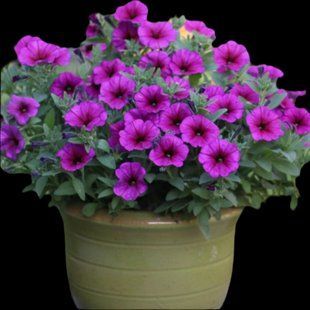 Петхоа  Beautical Purple Dawn касетна розсада PLT-AN-CAS-623 фото