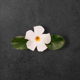 Диплоденія Brasileira White  касетний живець PLT-DIPL-CAS-1342 фото