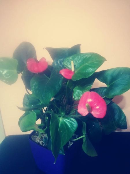 Квіти кімнатні Антуріум Pink PLT-AN-PINK-108 фото