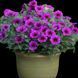 Петхоа  Beautical Purple Dawn касетна розсада PLT-AN-CAS-623 фото 1