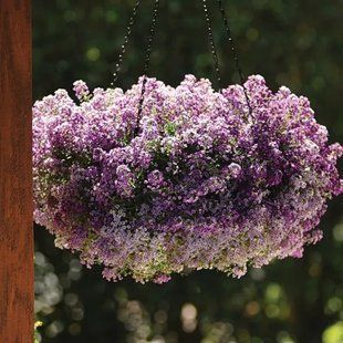 Алісум Lavender Shades напівпродукт касетна розсада PLT-AN-CAS-745 фото