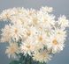 Насіння квітів 10шт Ромашка Crazy Daisy White SDS-PR-FAS-100 фото 1