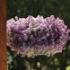 Алісум Lavender Shades напівпродукт касетна розсада PLT-AN-CAS-745 фото 1
