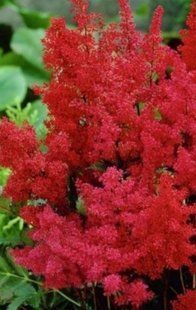 Насіння квітів Астільба Astary Red 3шт SDS-PR-FAS-1185 фото