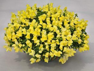 Насіння квітів ротики ампельні Candy Showers Yellow 10шт SDS-AN-FAS-50 фото
