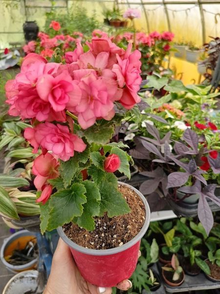 Бегонія Cottage Chloe Coral Pink  PLT-BEG-CAS-1230 фото