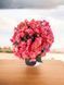 Бегонія Cottage Chloe Coral Pink  касетна розсада PLT-BEG-CAS-1230 фото 1