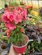 Бегонія Cottage Chloe Coral Pink  PLT-BEG-CAS-1230 фото 3