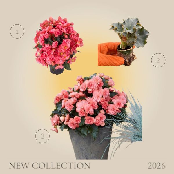 Бегонія Cottage Chloe Coral Pink  касетна розсада PLT-BEG-CAS-1230 фото