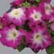 Насіння квітів Петунія Limbo Rose Morn 10шт SDS-AN-FAS-346 фото 1