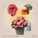 Бегонія Cottage Chloe Coral Pink  касетна розсада PLT-BEG-CAS-1230 фото 2