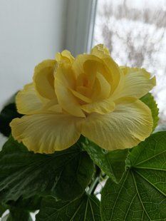 Гібіскус Yellow 💛 PLT-HIB-YELLOW-1084 фото