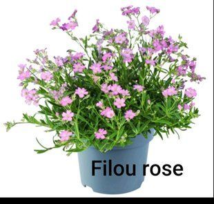 Гіпсофіла FILOU ROSE PLT-GIP-PINK-1045 фото