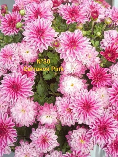 №30 Хризантема DAYBREAK PINK (СВІТАНОК)мультифлора касетна розсада PLT-CH-30CAS-1380 фото
