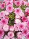 №30 Хризантема DAYBREAK PINK (СВІТАНОК)мультифлора касетна розсада PLT-CH-30CAS-1380 фото 2