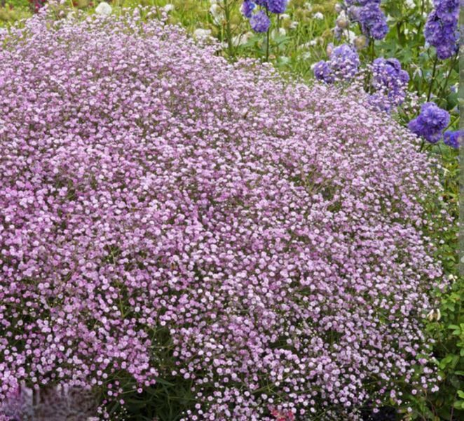 Гіпсофіла FILOU ROSE PLT-GIP-PINK-1045 фото