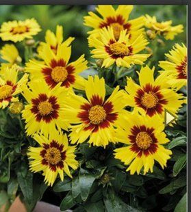 Насіння квітів Кореопсис MakeUp Yellow Red Eye 10шт SDS-PR-FAS-1187 фото