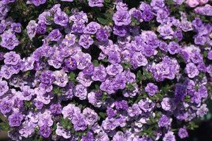 Калібрахоа Loopy Lavender касетна розсада PLT-AN-CAS-748 фото