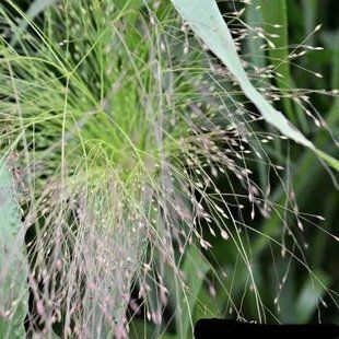 Просо Panicum Sparkling Fountains 3 л PLT-PR-CAS-903 фото