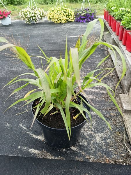 Просо Panicum Sparkling Fountains 3 л PLT-PR-CAS-903 фото