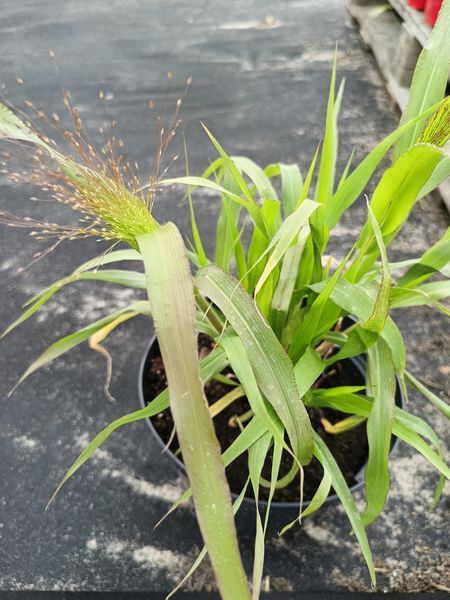 Просо Panicum Sparkling Fountains 3 л PLT-PR-CAS-903 фото