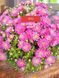 №32 Хризантема DAYBREAK PINK$WHITE (СВІТАНОК)мультифлора касетна розсада PLT-CH-32CAS-1381 фото 2