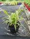 Просо Panicum Sparkling Fountains 3 л PLT-PR-CAS-903 фото 2