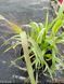 Просо Panicum Sparkling Fountains 3 л PLT-PR-CAS-903 фото 3