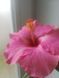 Гібіскус Pink PLT-HIB-PINK-1085 фото 2