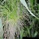 Просо Panicum Sparkling Fountains 3 л PLT-PR-CAS-903 фото 1