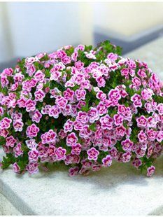 Калібрахоа PortuCal Double Pink Eye касетна розсада PLT-AN-CAS-1278 фото