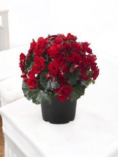 Бегонія Cottage Vermillion Red  касетна розсада PLT-BEG-CAS-1233 фото