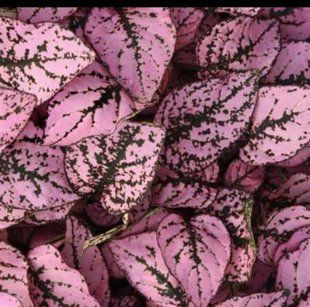Насіння квітів 10шт Гіпоестес Confetti Select Pink SDS-AN-FAS-1136 фото