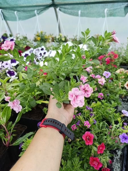 Калібрахоа Neo Double Pink квітуча PLT-AN-P9-997 фото