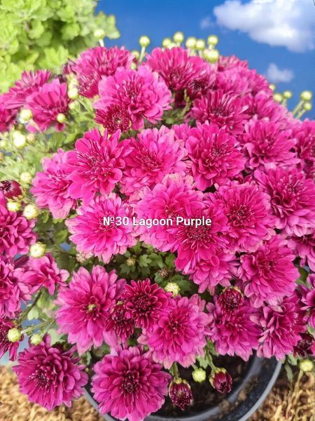 №31 Хризантема DAYBREAK LAGOON PURPLE(СВІТАНОК)мультифлора касетна розсада PLT-CH-31CAS-1382 фото