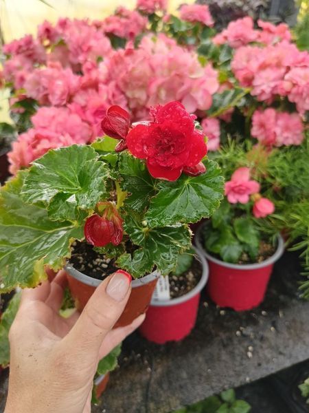 Бегонія Cottage Vermillion Red   PLT-BEG-CAS-1233 фото