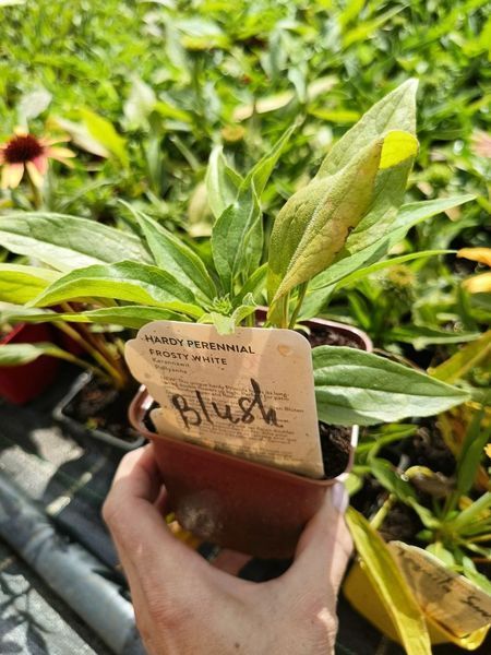 Ехінацея низька SunSeekers Blush PLT-EHI-CAS-1372 фото