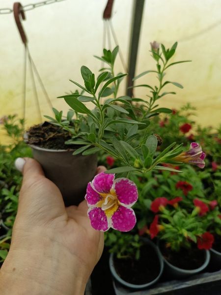 Калібрахоа PortuCal Double Pink Eye касетна розсада PLT-AN-CAS-1278 фото