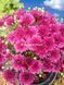 №31 Хризантема DAYBREAK LAGOON PURPLE(СВІТАНОК)мультифлора касетна розсада PLT-CH-31CAS-1382 фото 2