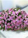 Калібрахоа PortuCal Double Pink Eye касетна розсада PLT-AN-CAS-1278 фото 1