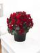 Бегонія Cottage Vermillion Red  касетна розсада PLT-BEG-CAS-1233 фото 1