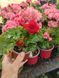 Бегонія Cottage Vermillion Red   PLT-BEG-CAS-1233 фото 3