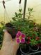 Калібрахоа PortuCal Double Pink Eye касетна розсада PLT-AN-CAS-1278 фото 2