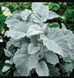 Насіння квітів 20шт New Look SDS-AN-FAS-104 фото 1
